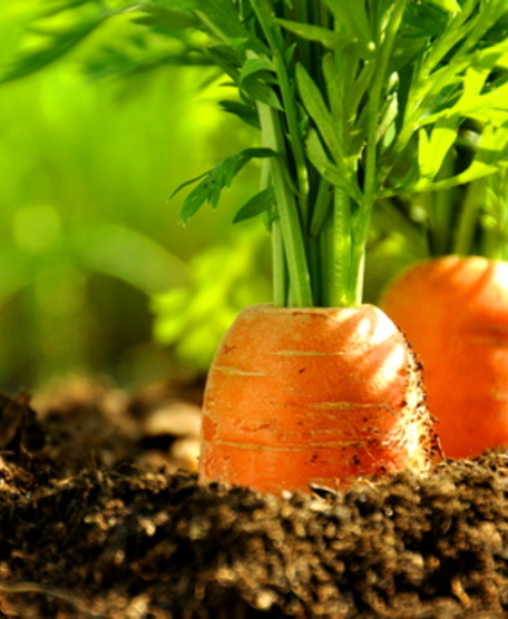 Decontamination: Un-cut Vegetables and Longterm Storage
