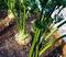 celeriac-plant