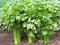 celery-plant