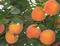 peach-tree